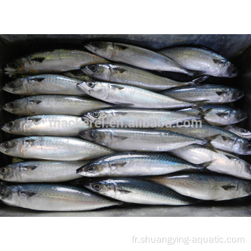 Seafrozen Pacific Whole Mackerel Fish 100-200G pour l&#39;Indonésie